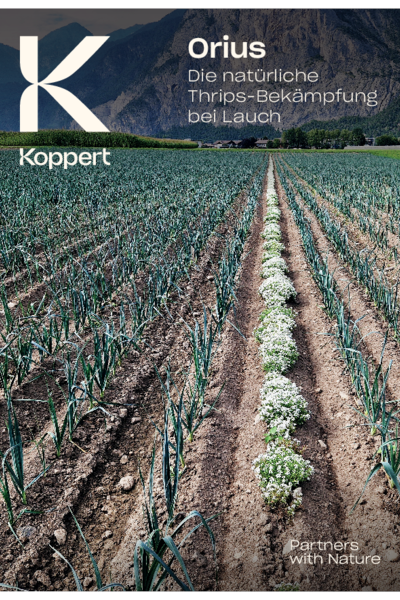 Orius - Die natürliche Thrips-Bekämpfung bei Lauch
