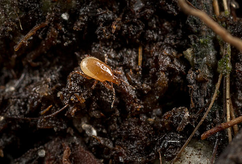 Macro-Mite gegen Thrips