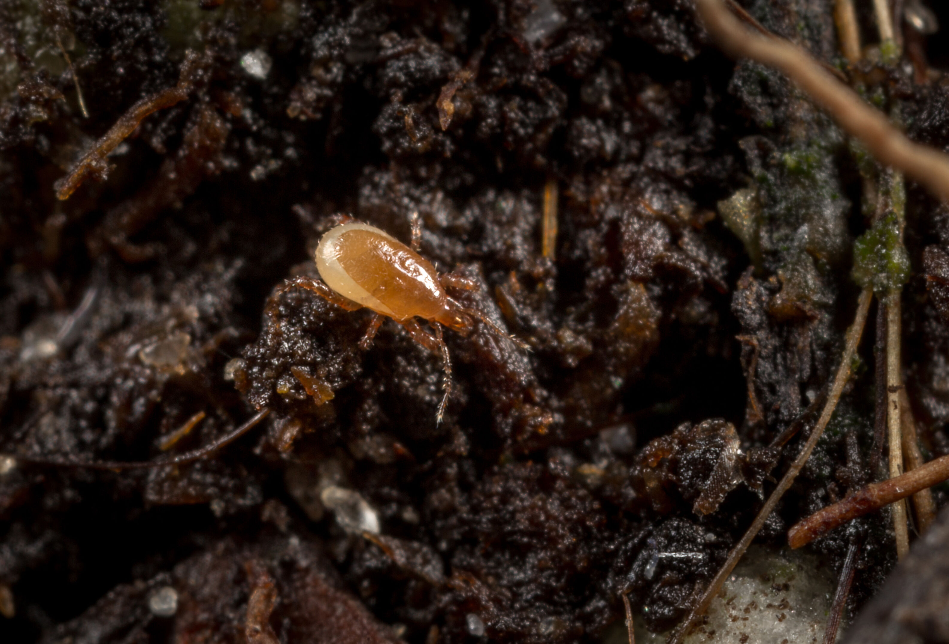 Macro-Mite gegen Thrips
