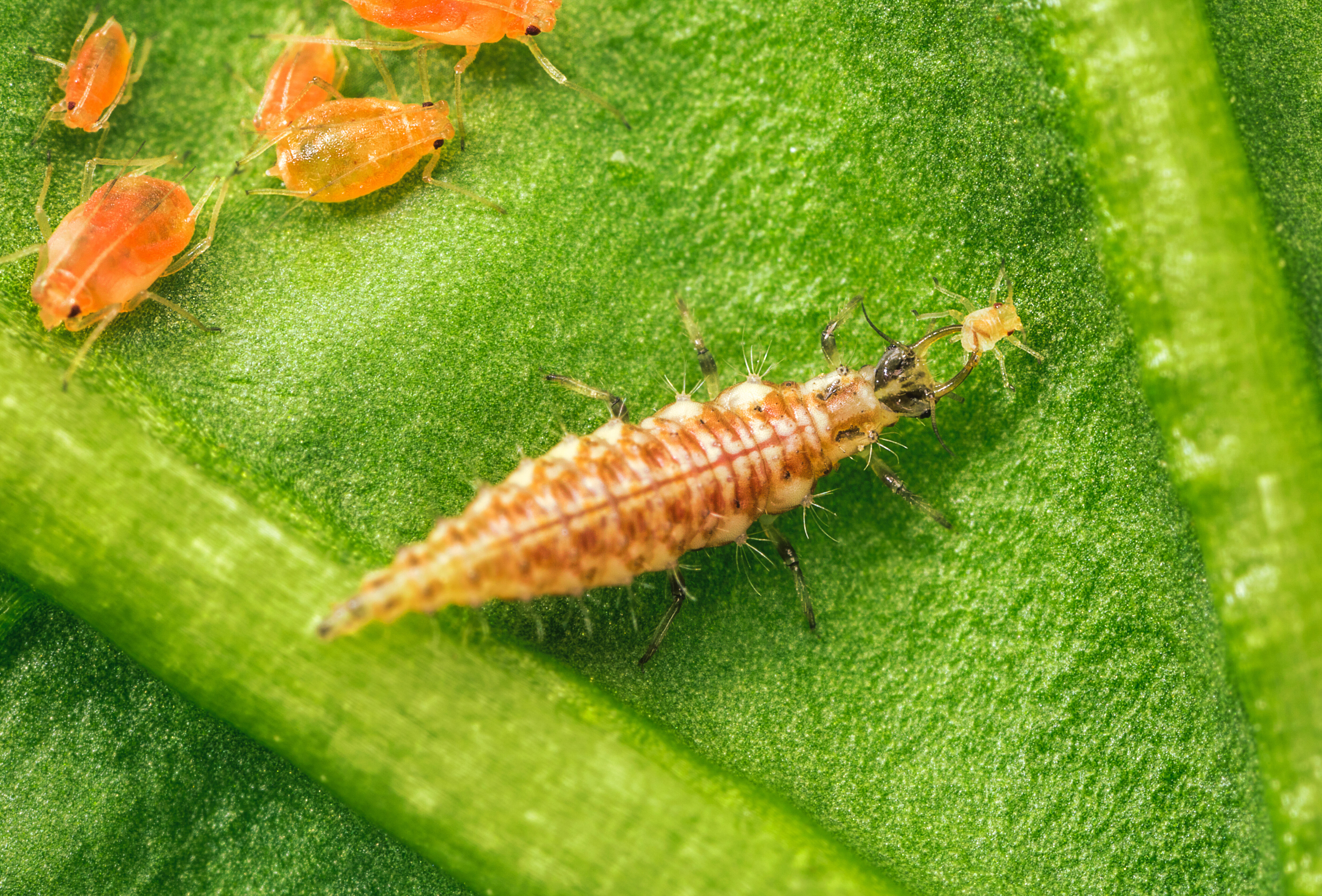 Unser Tipp für die kalte Jahreszeit: CHRYSOPA!