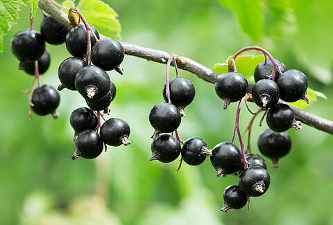 Schwarze Johannisbeere