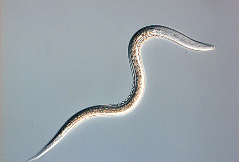 Larvanem und Sportnem-H in neuer Formulierung!