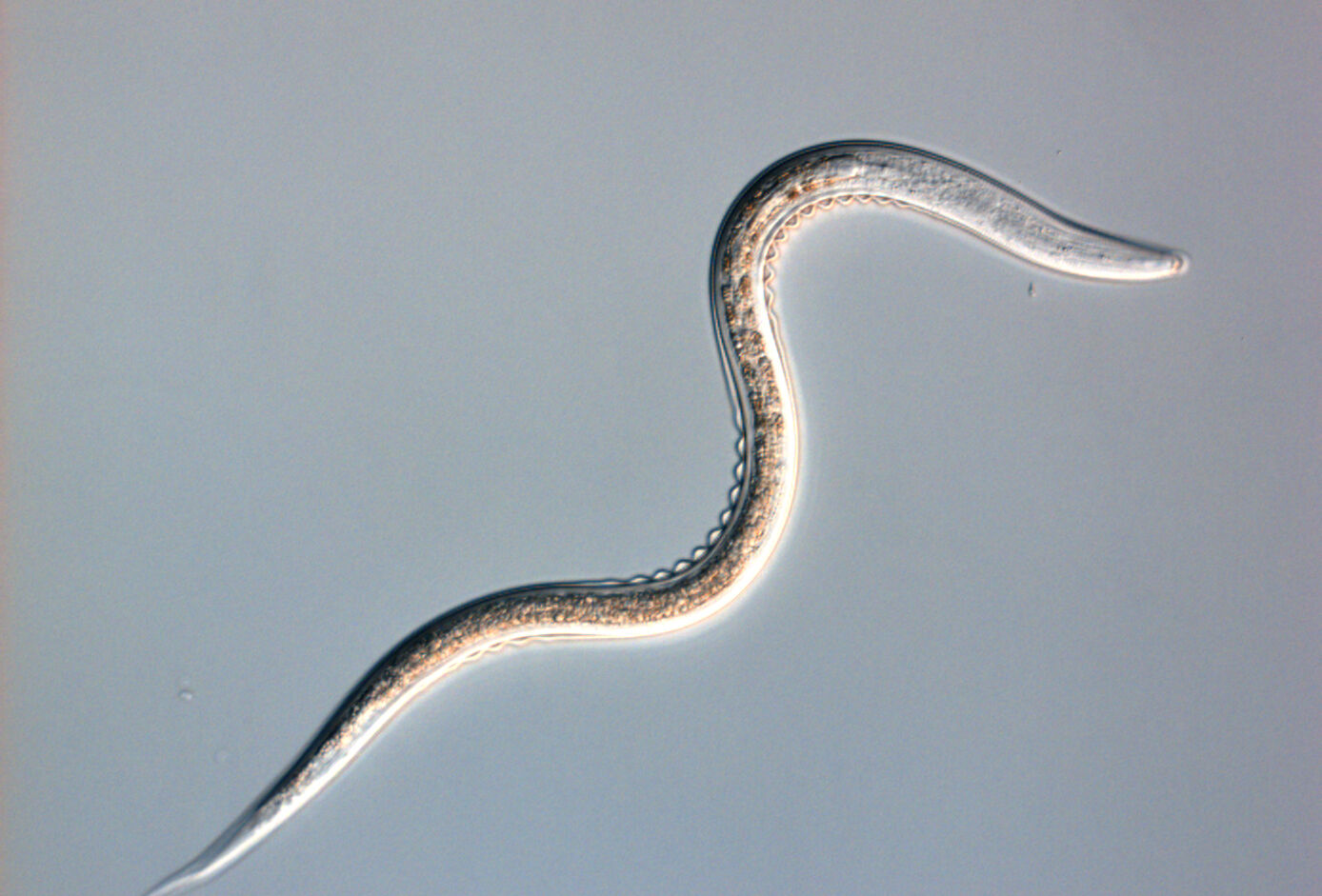 Larvanem und Sportnem-H in neuer Formulierung!