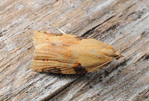 Geflammter Rebenwickler