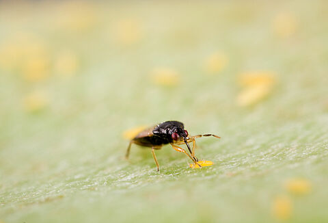 Effektive Thripsbekämpfung mit Thripor-L