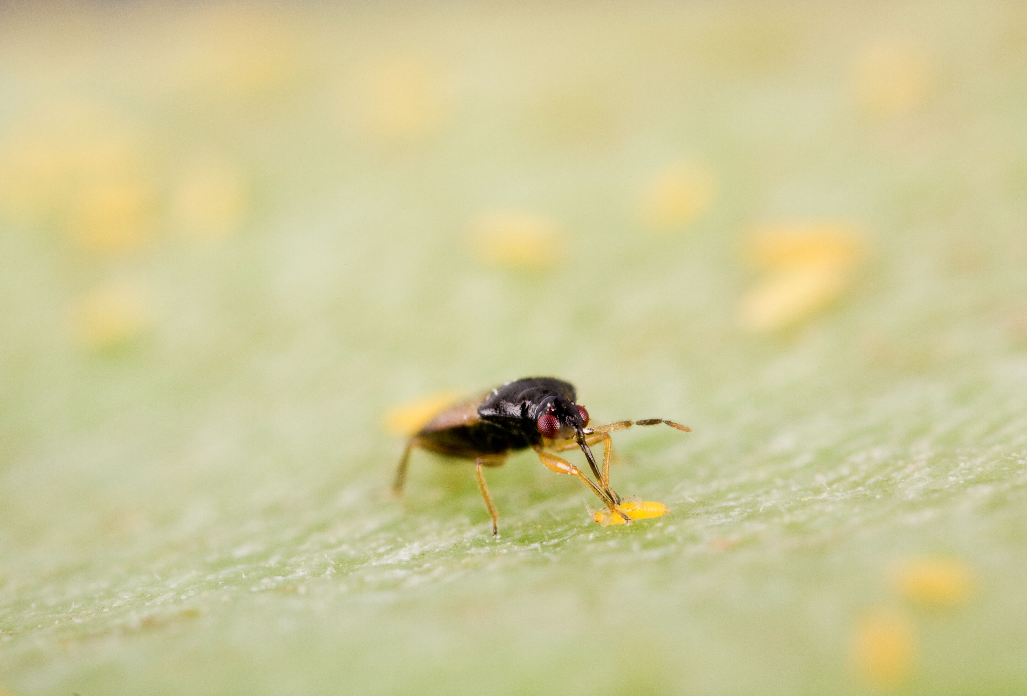 Effektive Thripsbekämpfung mit Thripor-L