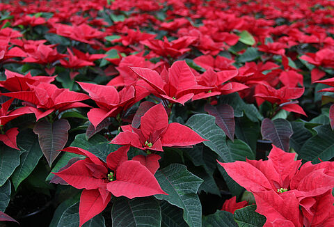 Die wichtigsten Nützlinge für gesunde Weihnachtssterne