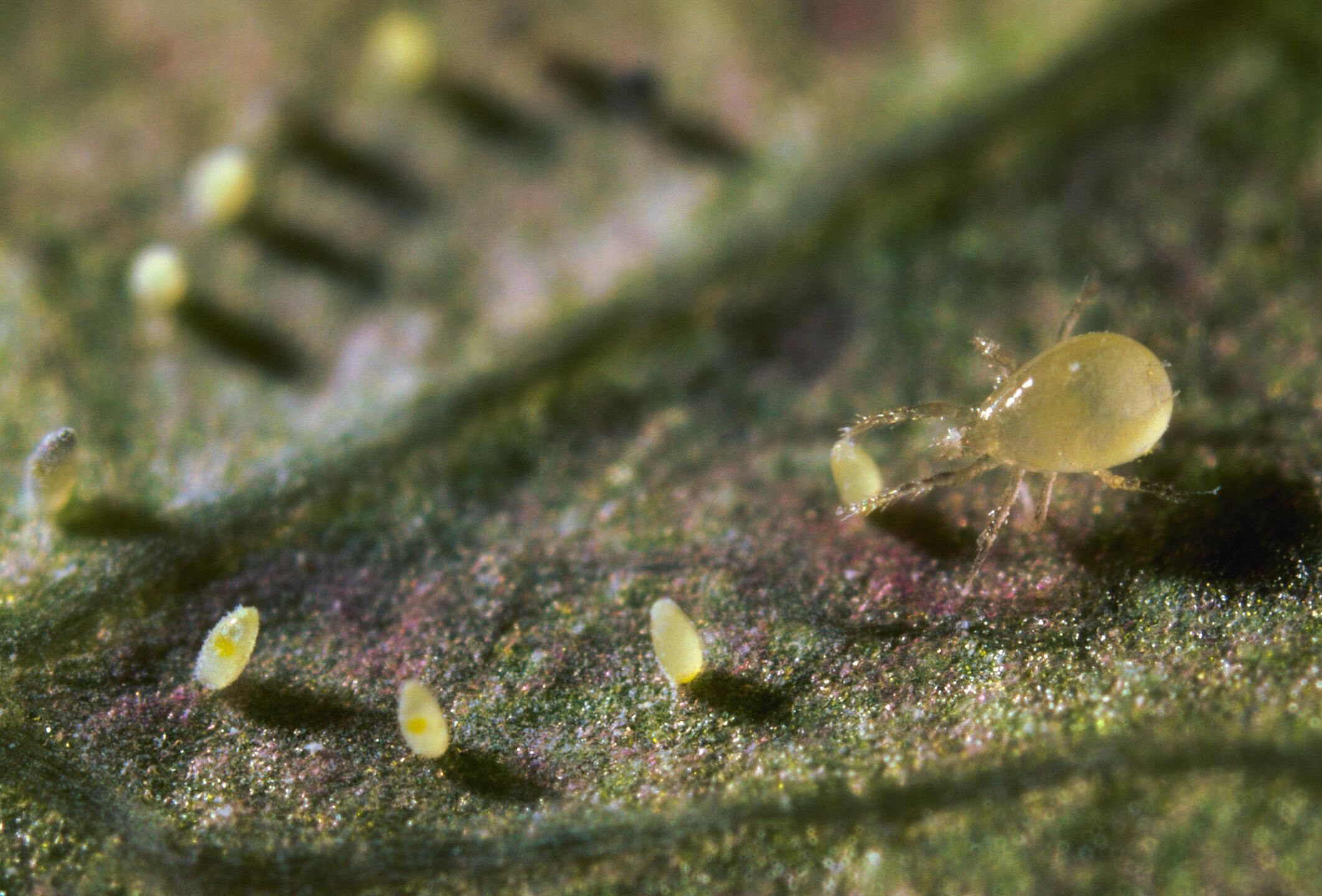 Doppelte Power bei der Bekämpfung von Thripsen und Weißen Fliegen mit Limonica