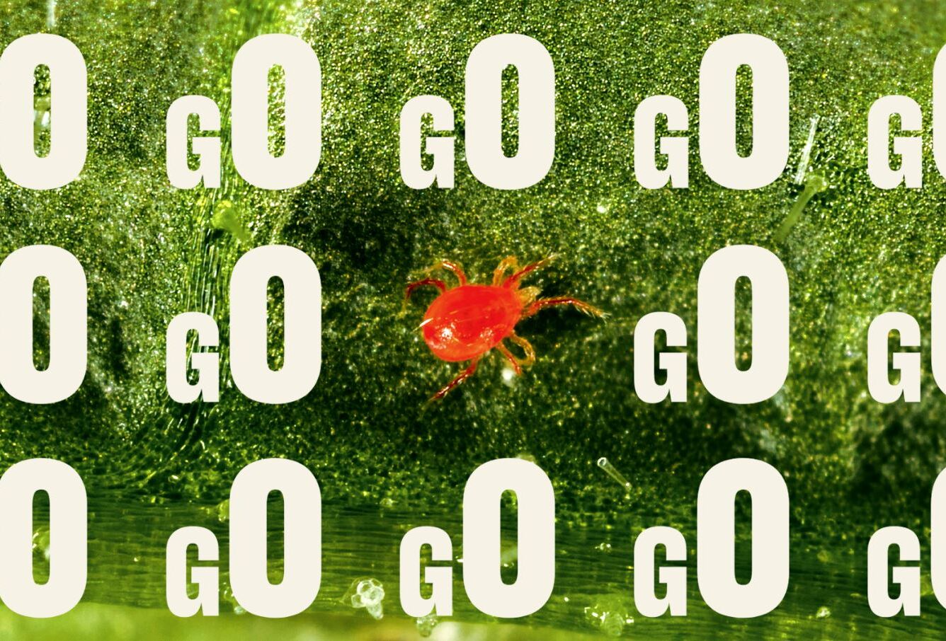 Spidex Vital Go: die Nr. 1 gegen Spinnmilben-Hotspots