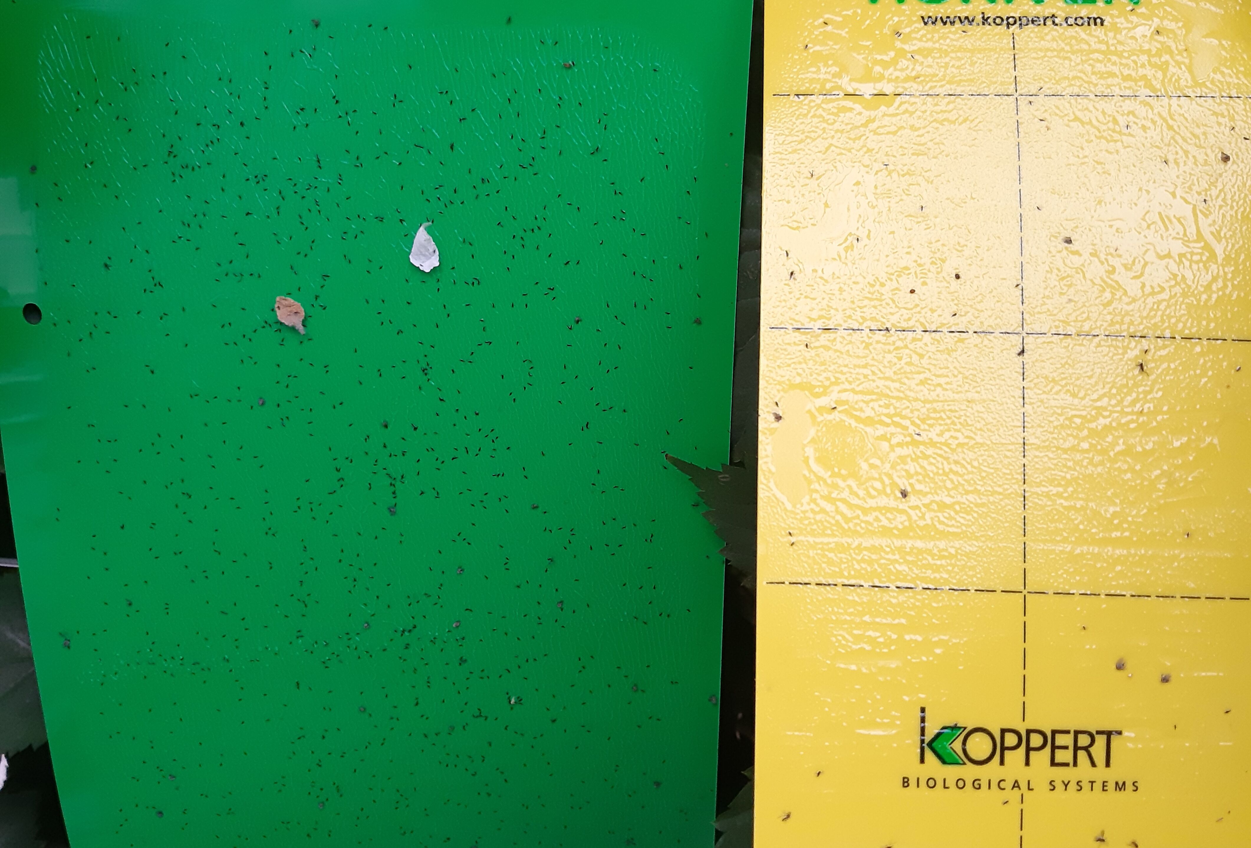 Horiver Wet green: Wirksame Klebefalle gegen Echinothrips