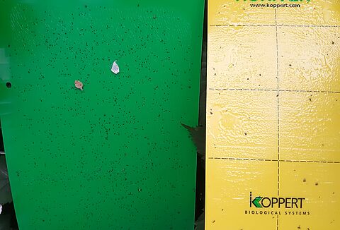 Horiver Wet green: Wirksame Klebefalle gegen Echinothrips