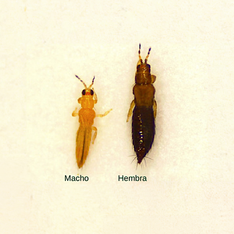 Thripse parvispinus Erwachsener