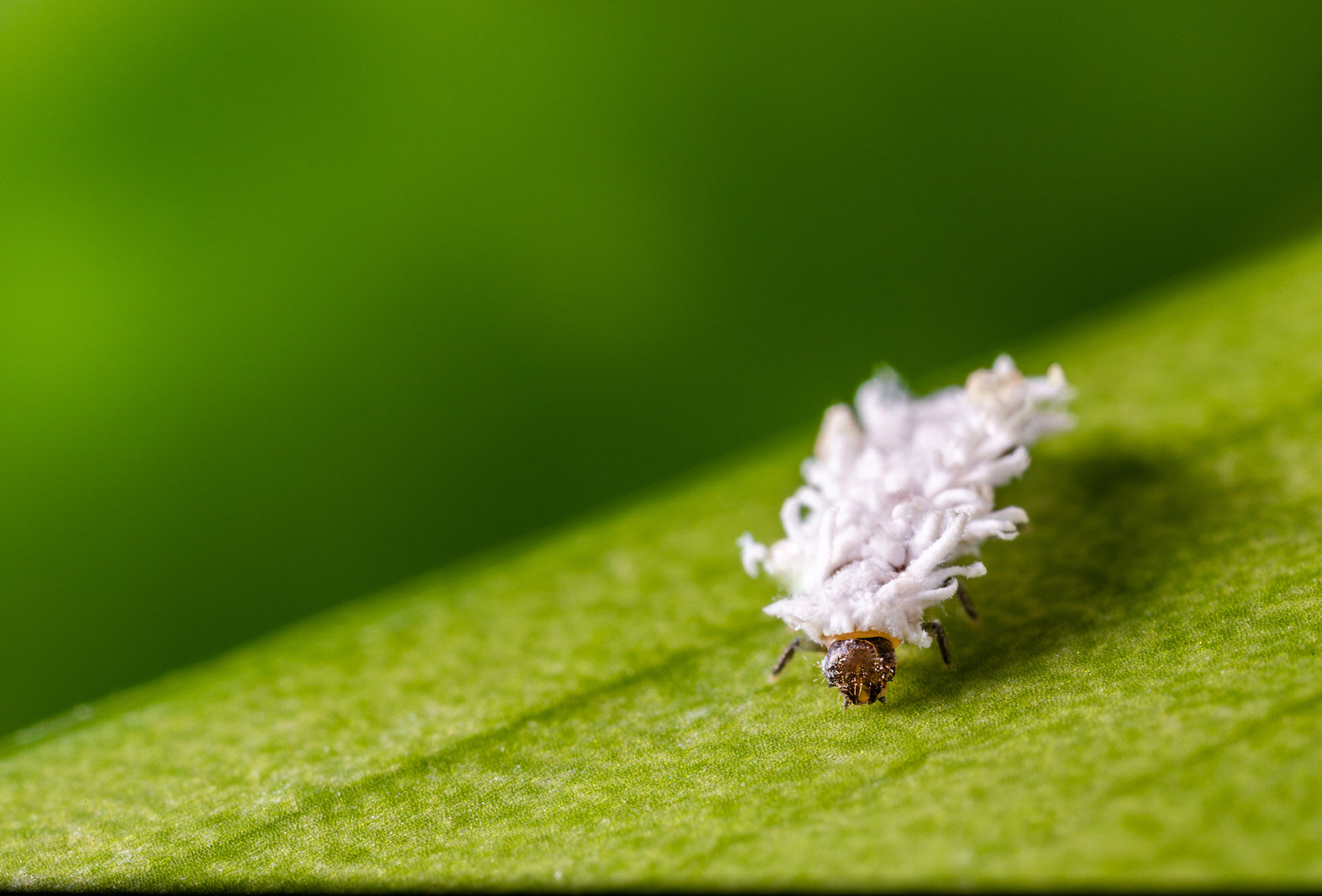 Neuer Cryptobug-L von Koppert ersetzt chemische Bekämpfung von Wollläusen