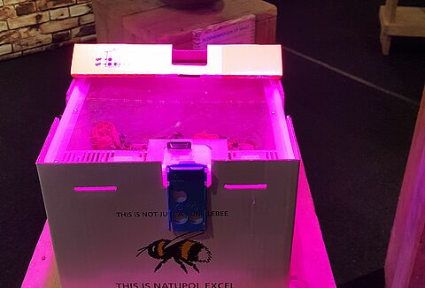 Hummeleinsatz bei Assimilationsbelichtung