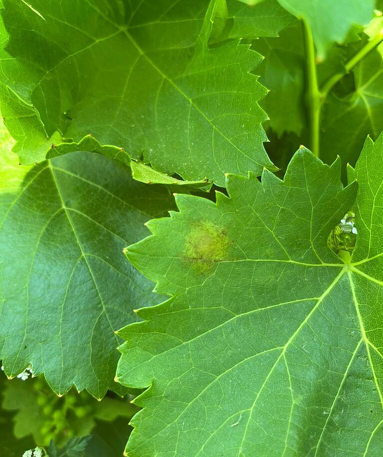 First visible leaf symptom of grape downy mildew, showing the characteristic “oil spot”.