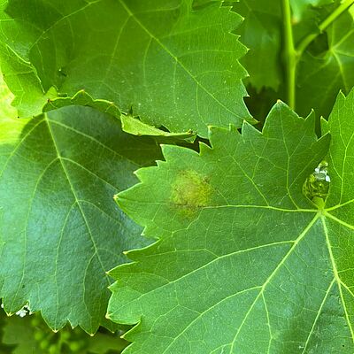 First visible leaf symptom of grape downy mildew, showing the characteristic “oil spot”.