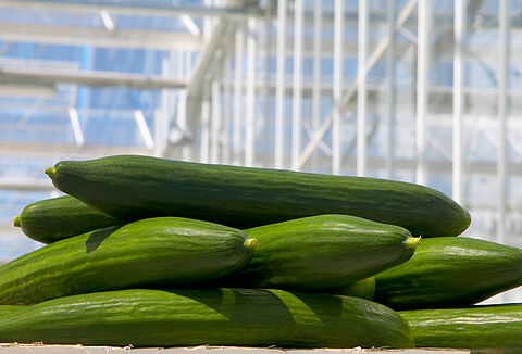 Gurken regelmäßig auf Spinnmilbenbefall kontrollieren
