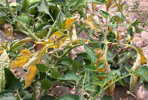 Fusarium-Welke