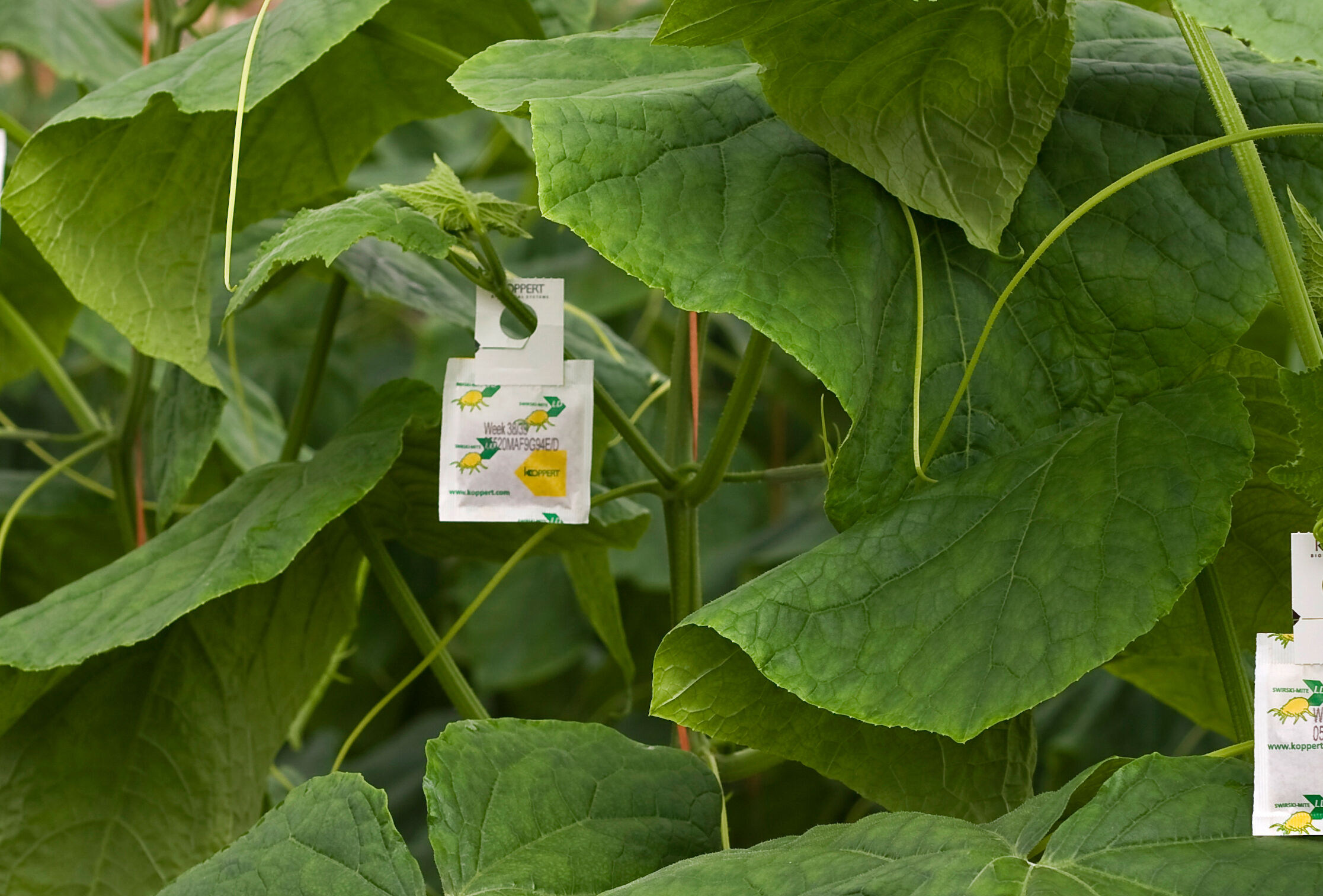 Verstärkter Aufhänger für alle Raubmilbentüten