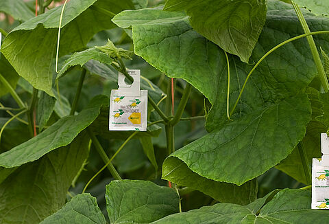 Verstärkter Aufhänger für alle Raubmilbentüten