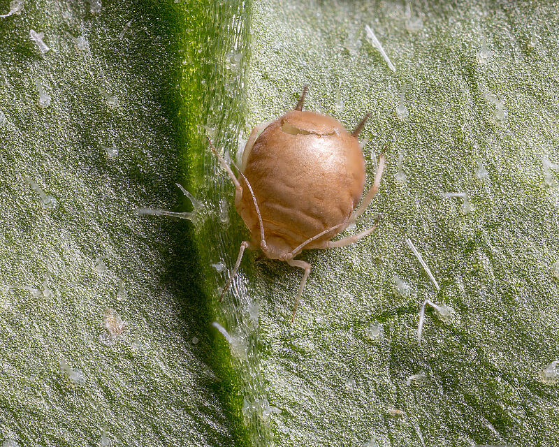 Myzus_persicae_var_persicae_Koppert_BIological_Systems-8__1_.jpg