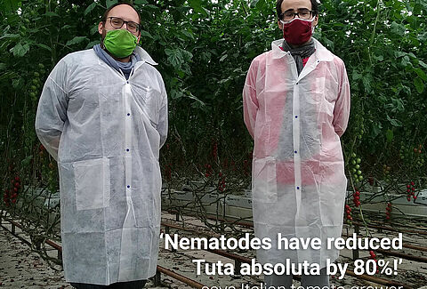 Nematoden reduzieren Tuta-Larven erheblich