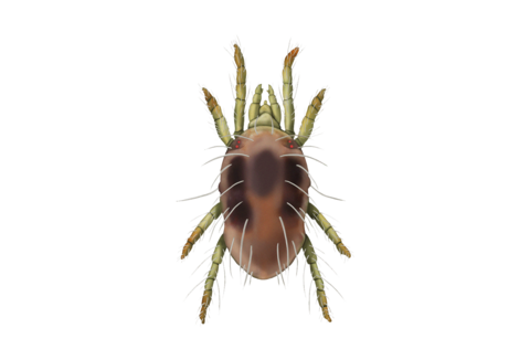 Spinnmilben und andere Milben