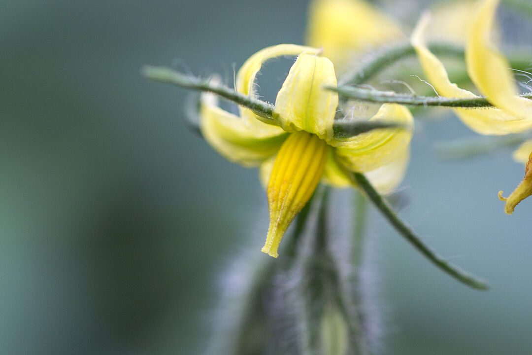 Maximierung der Bestubung bei Tomaten - Hummel-Bestubungsmethoden