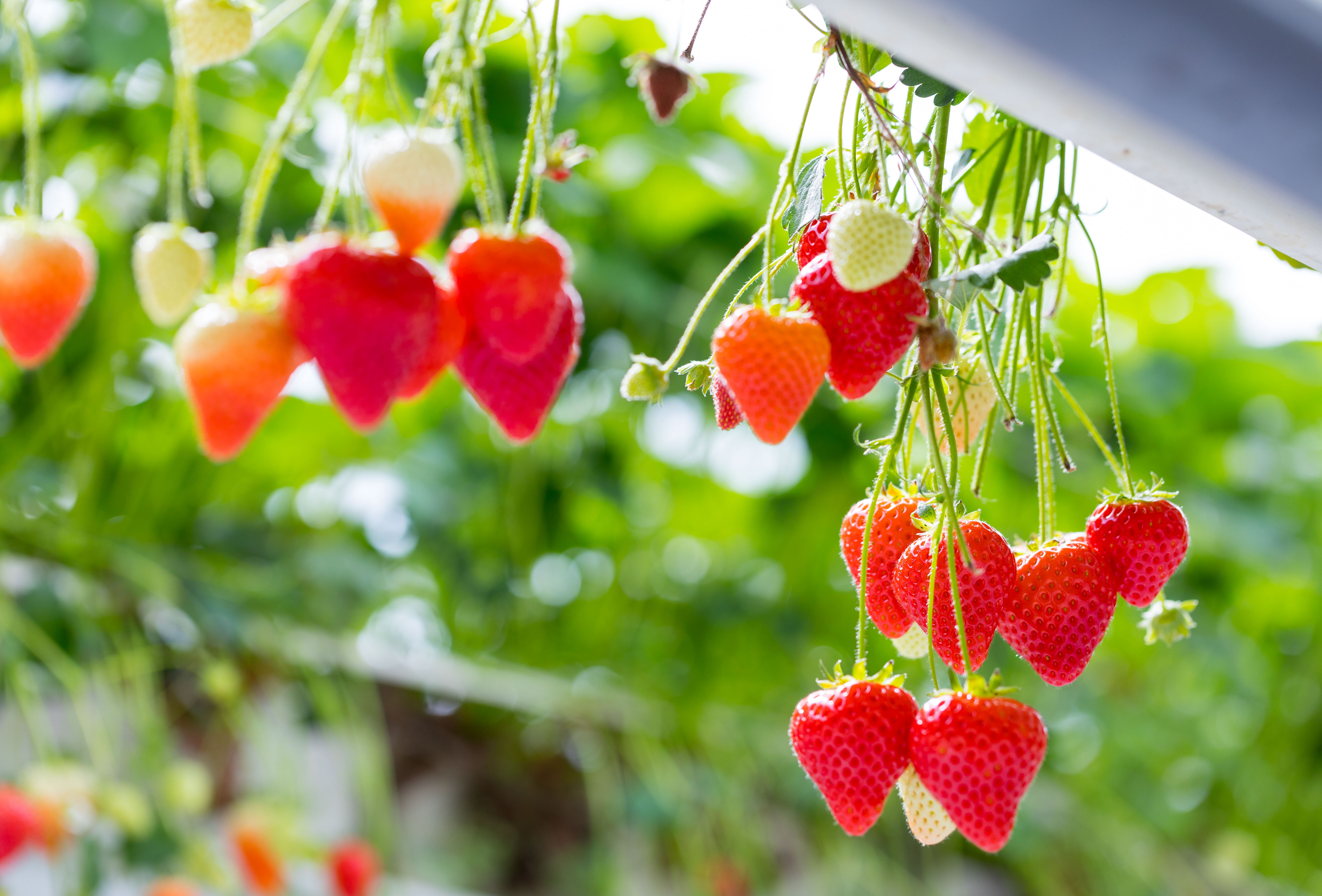 Limonica für eine effektive Thripsbekämpfung in Erdbeeren