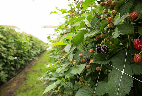 Brombeere