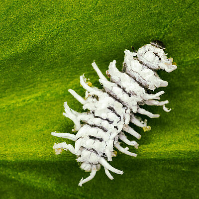 Crypolaemus montrouzeri Puppenstadium
