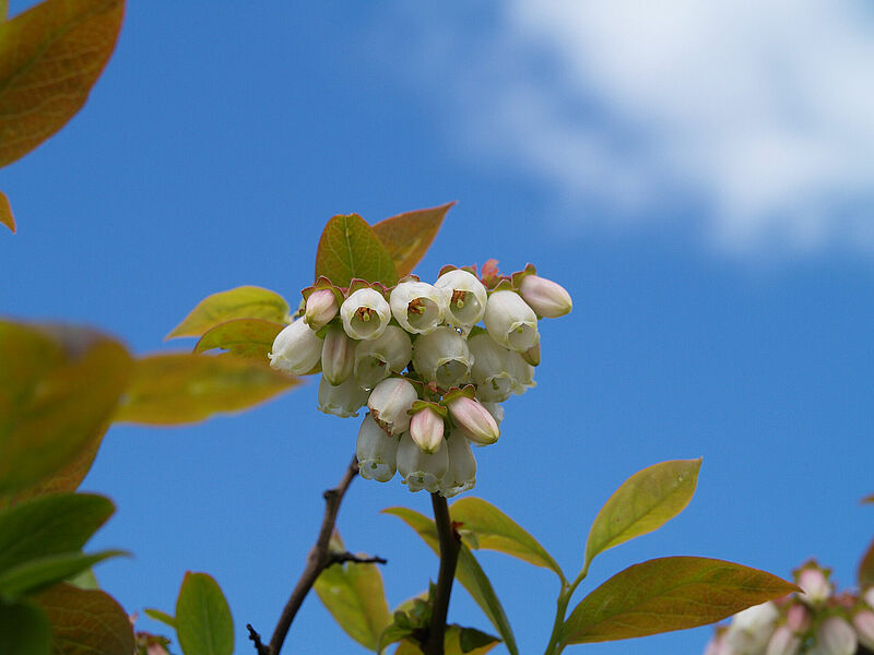 Blueberry_Koppert_BIological_Systems-12.jpg