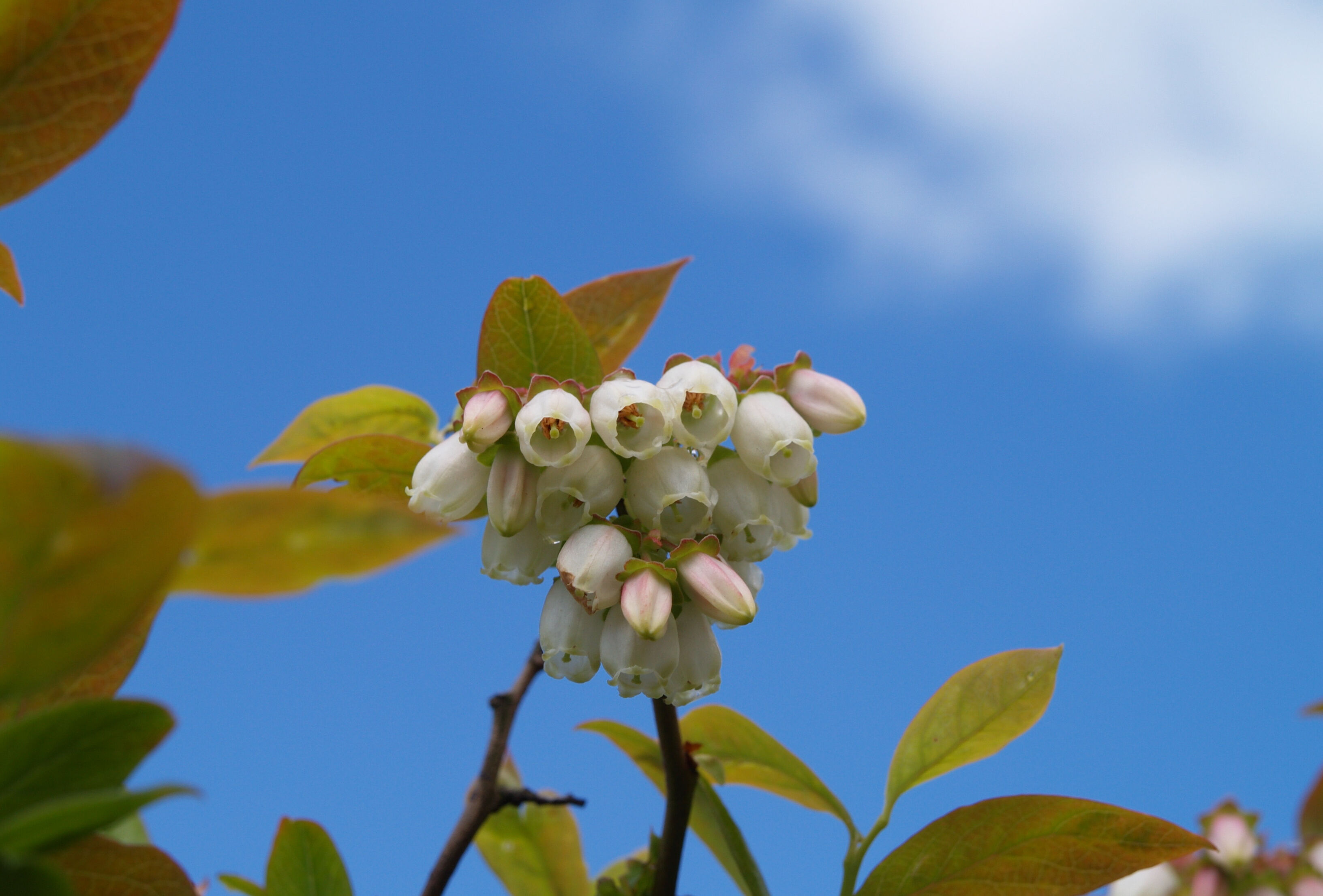 Good vibrations - Bestäubung von Heidelbeerblüten