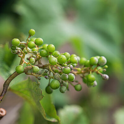 Early powdery mildew on grapevine. Young berries show grey-white fungal growth.