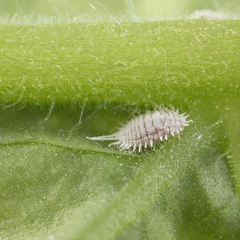 The Obscure mealybug Pseudococcus viburni