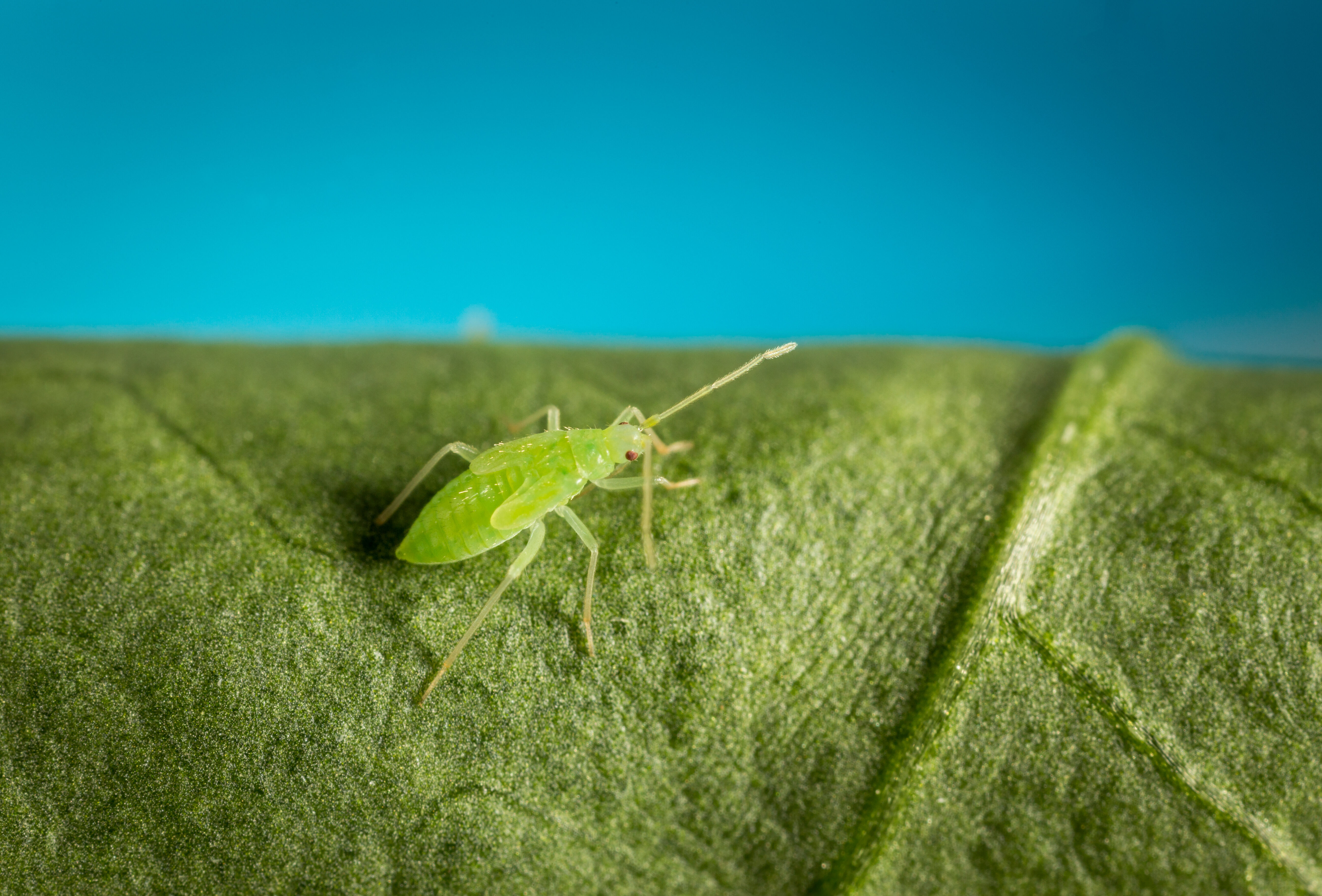 Entomophthora kann Macrolophus-Population dezimieren