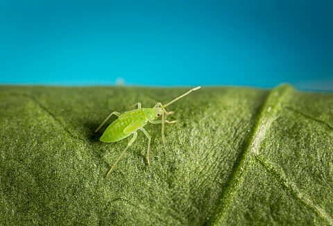 Entomophthora kann Macrolophus-Population dezimieren
