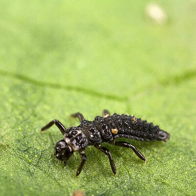 Adalia bipunctata Larvenstadium