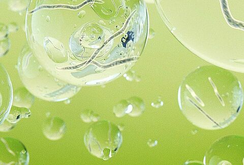 Nützliche Nematoden zur Schädlingsbekämpfung in Freilandkulturen