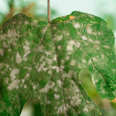 Powdery mildew on a grapevine leaf. Widespread white fungal patches.