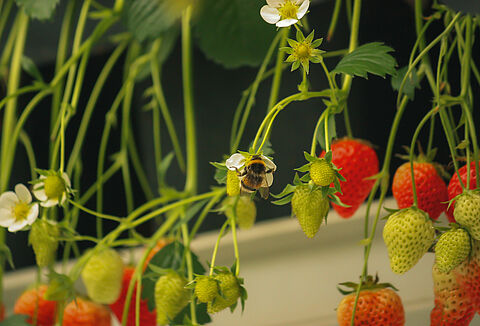 Bestäubung von Kulturpflanzen im Gewächshaus