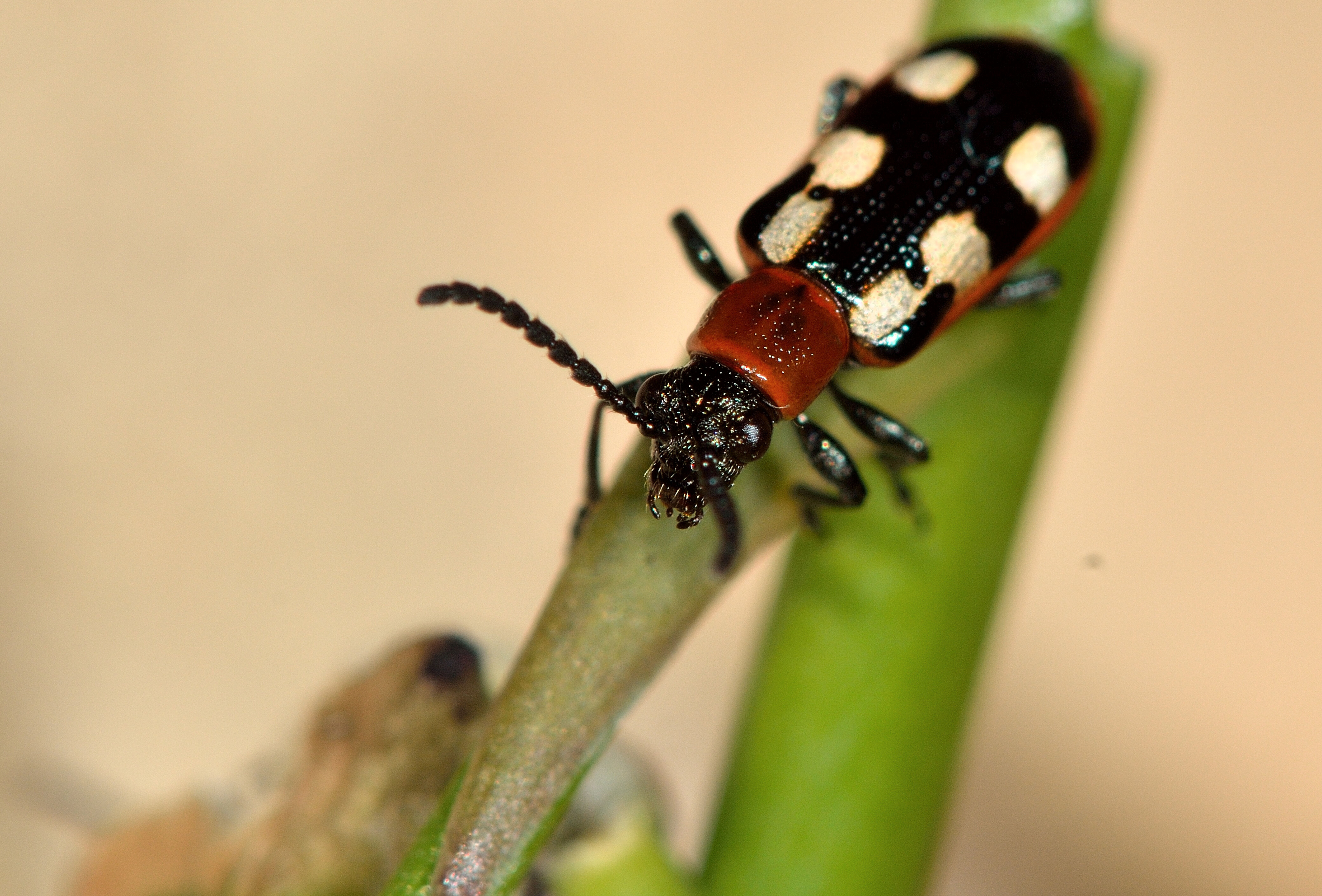 Capirel – die biologische Lösung gegen Spargelhähnchen