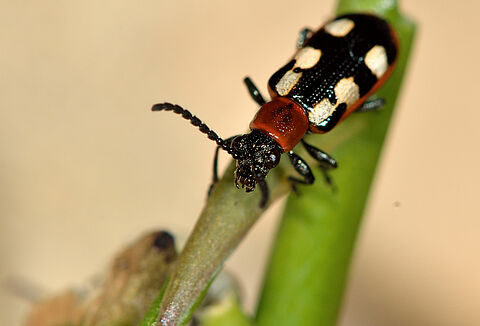 Capirel – die biologische Lösung gegen Spargelhähnchen