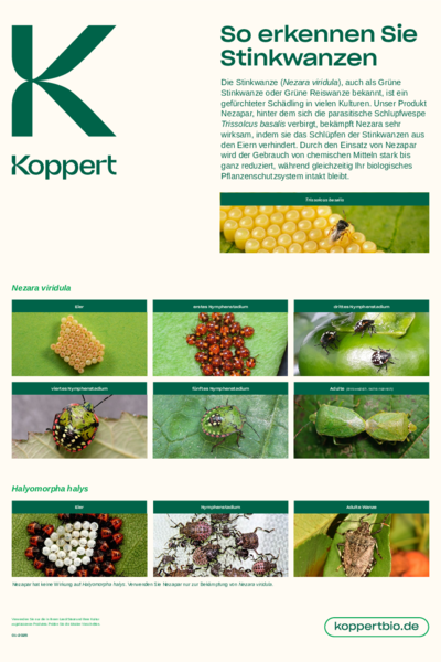 Nezapar Leaflet