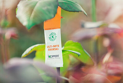 Ulti-Mite Swirski verbessert die Thripsbekämpfung