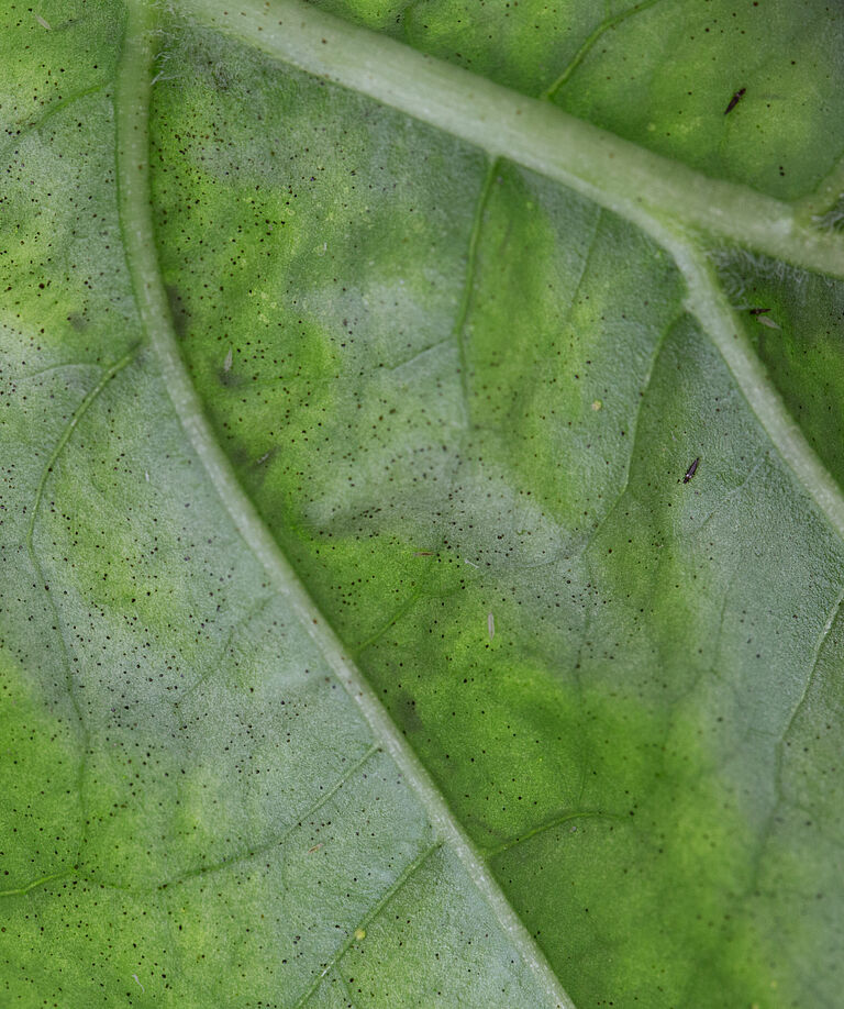 Impatiens thrips Echinothrips americanus on leaf