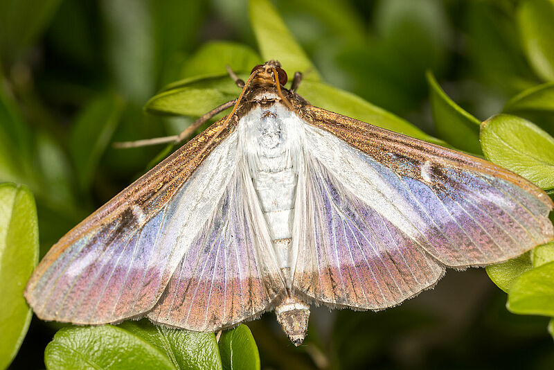 Cydalima_perspectalis_Koppert_BIological_Systems-9.jpg