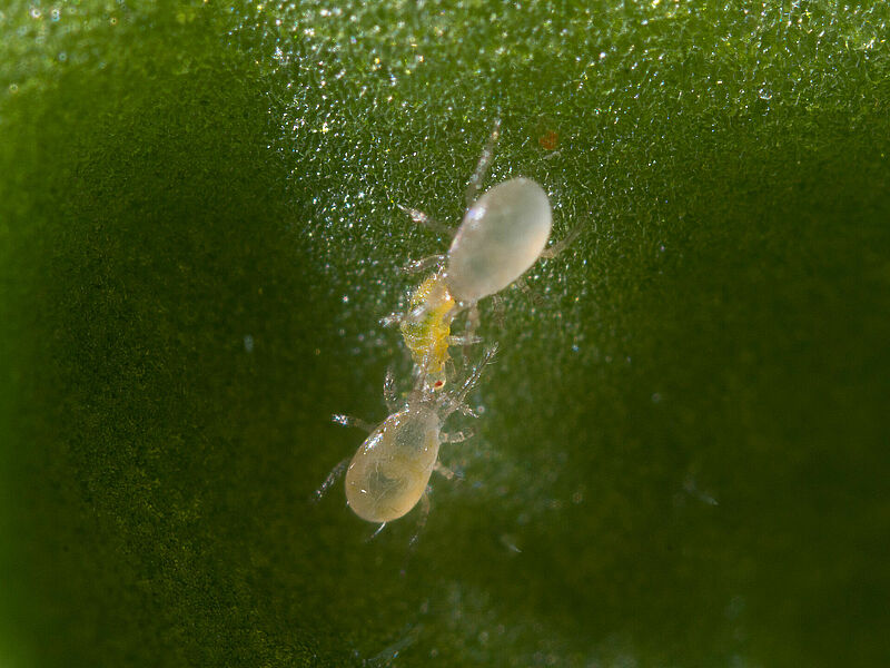 csm_Amblyseius_swirskii_Koppert_Biological_Systems-3_660ea76acd.jpg