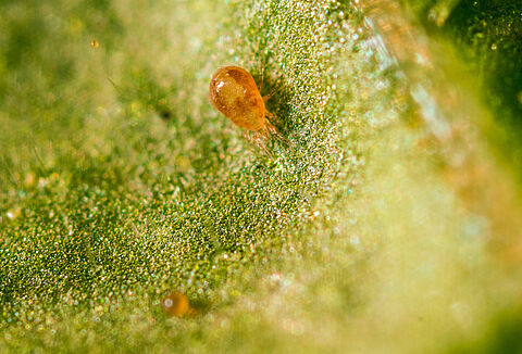 Erdbeerpflanzen würden Spical nehmen