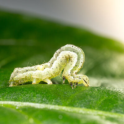 Golden twin-spot moth Chrysodeixis chalcites Larva